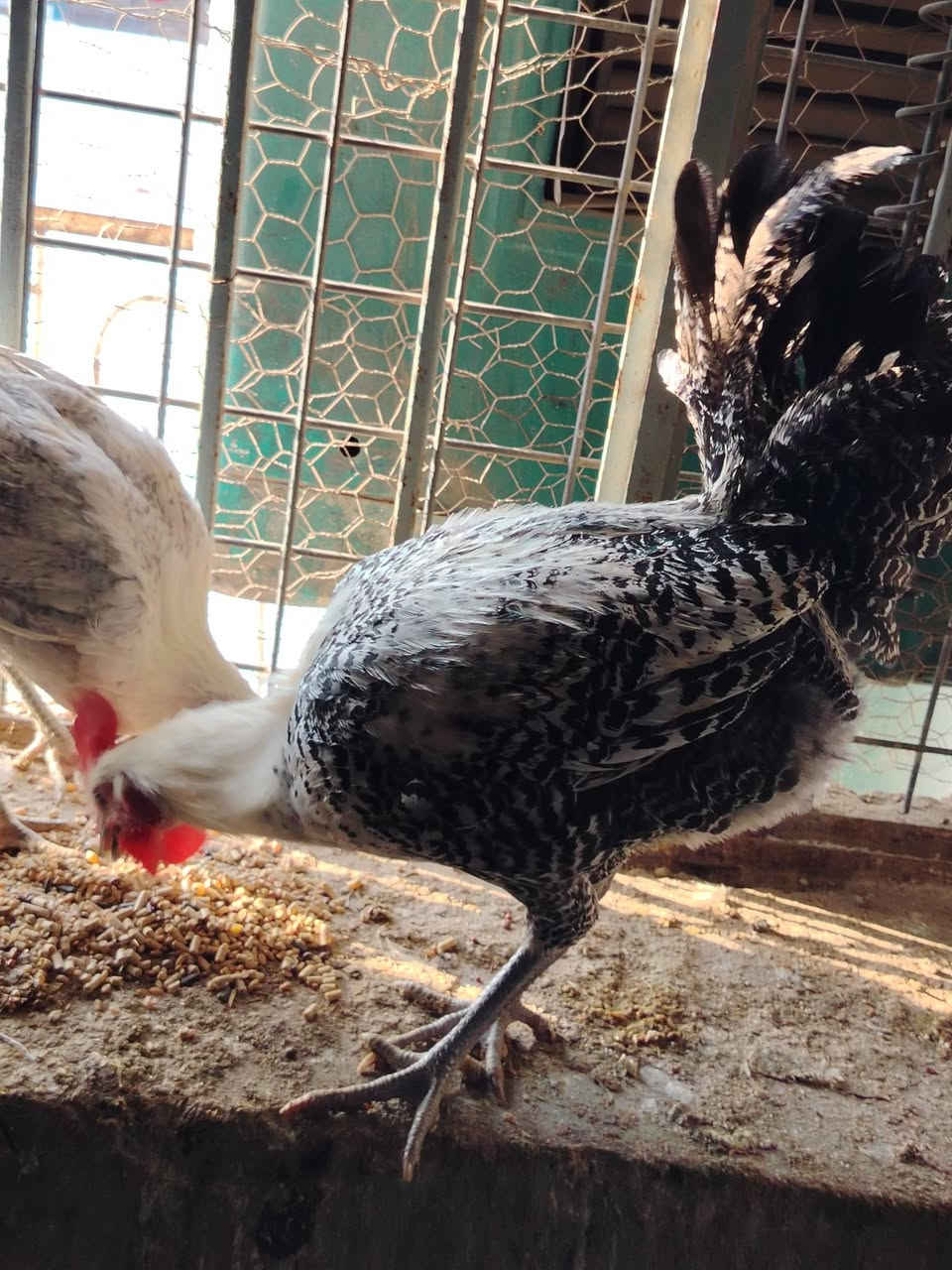 متاح ديك فيومي فضي دم نقي
اسيا ***********
كورك ***********
السعر قفل 15الف
