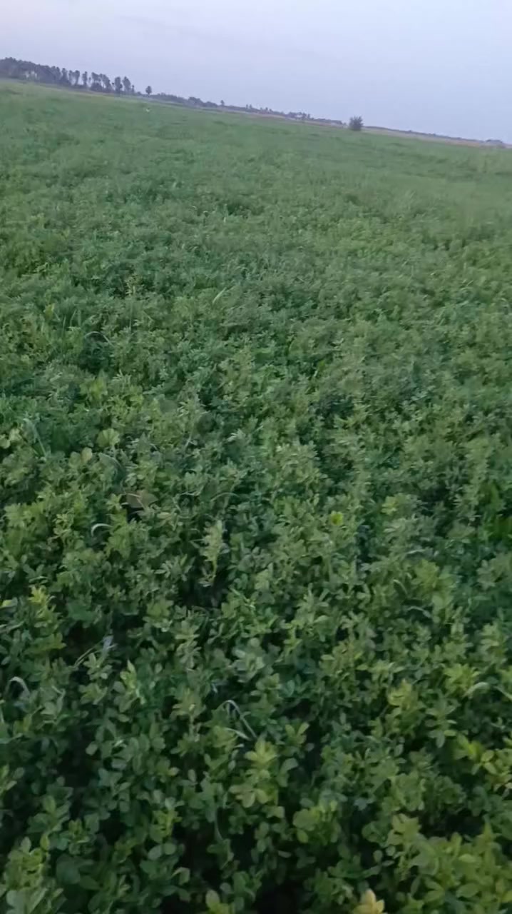 اسلام عليكم جت الحشه الثانيه للبيع المساحه 7 دوانم قريبه ع الشواحن الاتصال عل ارقام ***********
‏‪***********
