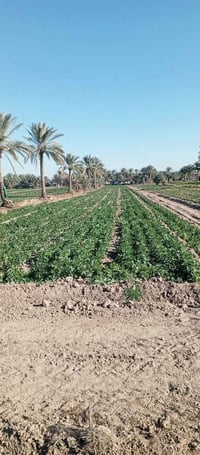 ٦دونم • بئر عذب • ٢٠ نخيل