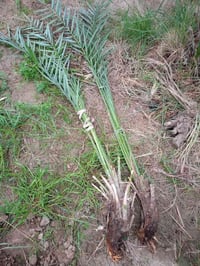 فسائل نخل • مكتوم • كرنه