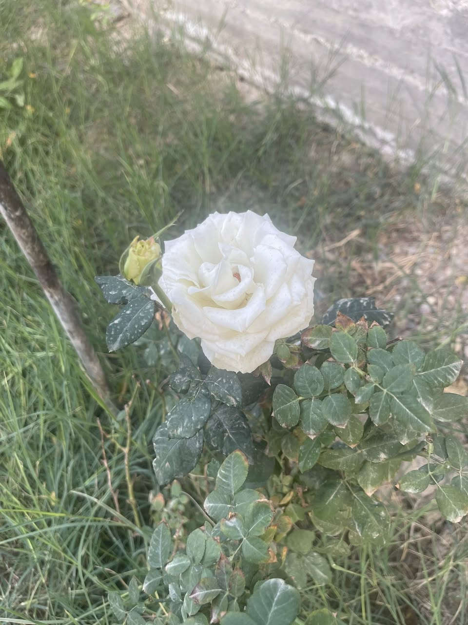 بسب الوعود الكاذبه
دونم وربع للبيع طابو المحموديه بيه بيت ٣٠٠ متر حقيقي ٣ غرف نوم واستقبال ومطبخ وحولي 
غرف النوم كامله بياض وكاشي  للمعومات مسيحه
للستفسار ***********
اليوسفيه
