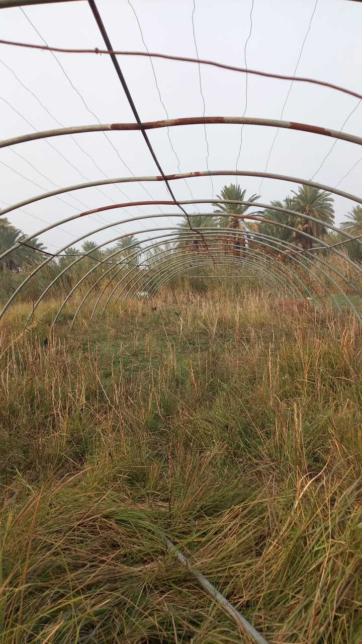 السلام عليكم ورحمه الله وبركاته
بيت بلاستيكي للبيع كامل مع ملحقاته /ماطور+خزان ماء سيمه جديد 
الأتصال ***********
