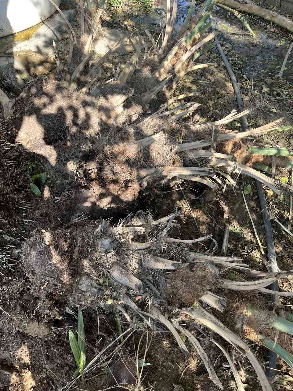 اللهم صل على محمد وآل محمد 

للبيع فسيل خضراوي مندلي حجم كبير 
للاستفسار رقم الهاتف ‭0771 008 7599‬
ديالى المقدادية
