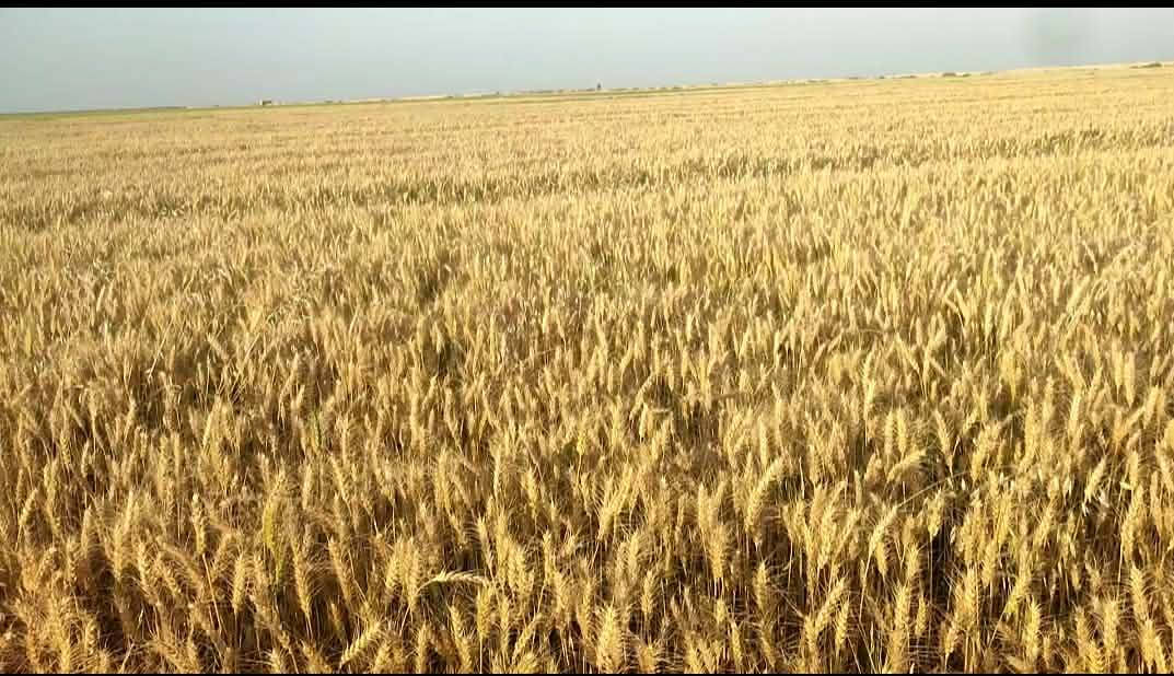 السلام عليكم ..
توجد حنطة.جيل ثاني مغلف.ثريا +نزار+روڤا أدنه بذور نظافه١٠٠٪١٠٠حصاد 23/4قبل المطر 
المكان واسط ***********
