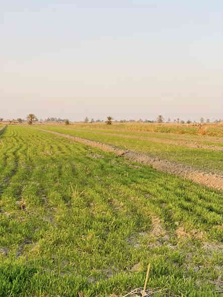 ارض المساحه ١٦ دونم للبيع طابو زراعي سند ٢٥ سعر الدونم تباع حسب الطلب اقل شي دونم سعر الدونم ٧ونص وبيها مجال خدمات مي وكهرباء تبعد عن الكاظميه نص ساعه سند مستقل العنوان سبع البور ذراع دجله الشيخ عامر العيساويه 
***********
***********
