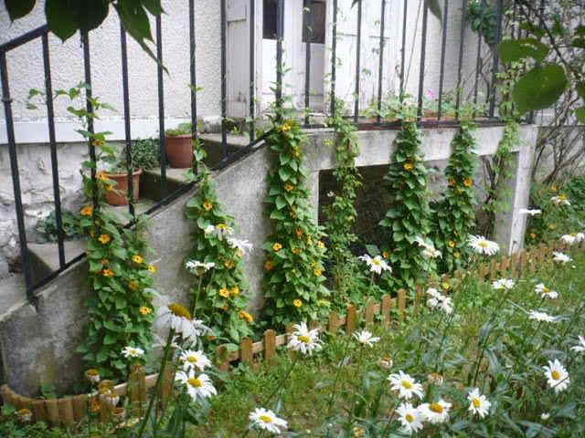 متاح لدينا بذورها متسلق سوزان ذات العيون السوداء الون الأحمر لطلب والحجز
واتساب *********** السماوه أو مراسلة الصفحه يوجد خدمة توصيل طلبات داخل السماوه ولكافة المحافظات لباب البيت أنواع البذور الاستوائية النادره
