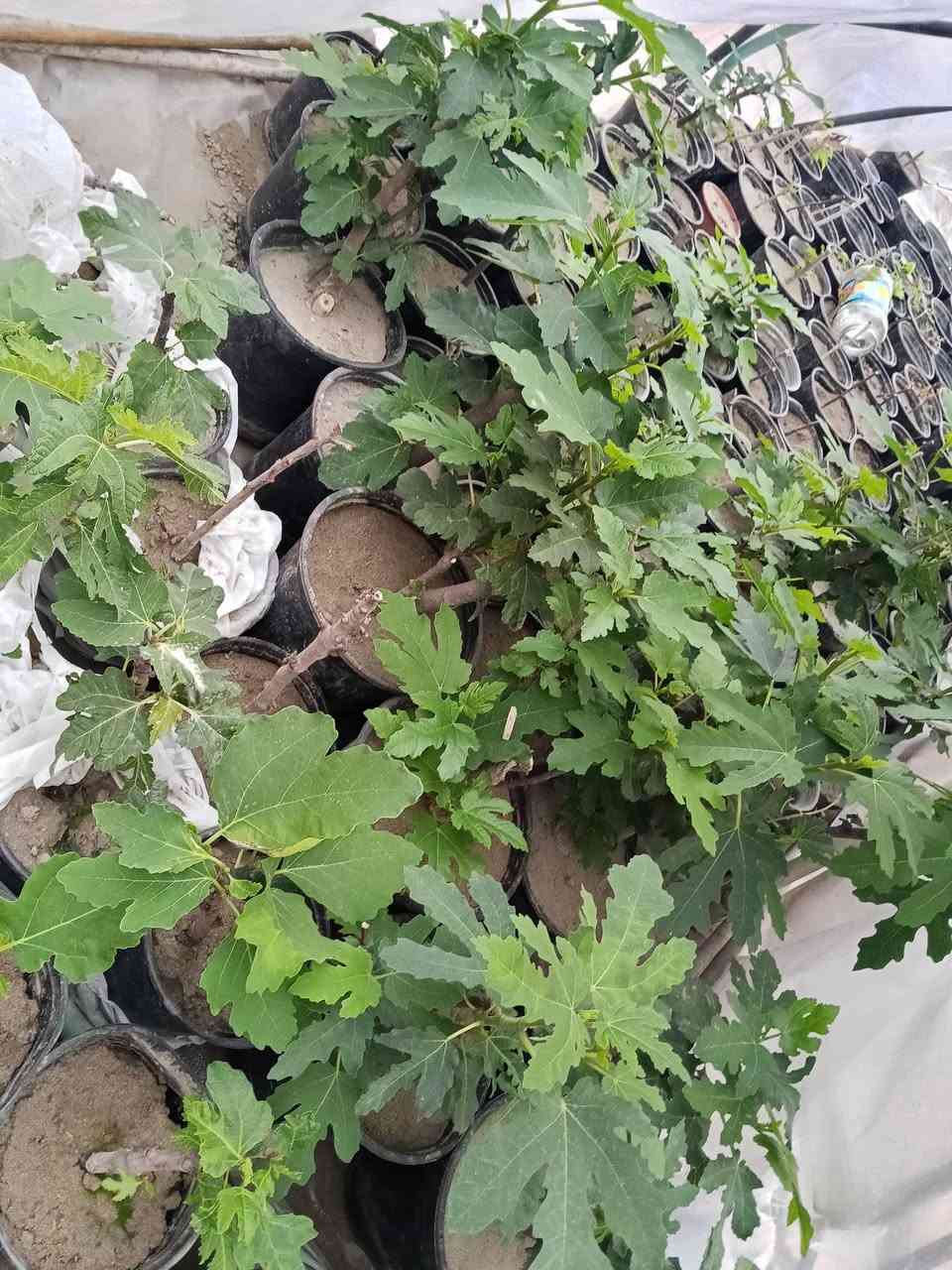 السلام عليكم
تين بني مسلم 
سعر الشتله 3000

الرقم ***********
