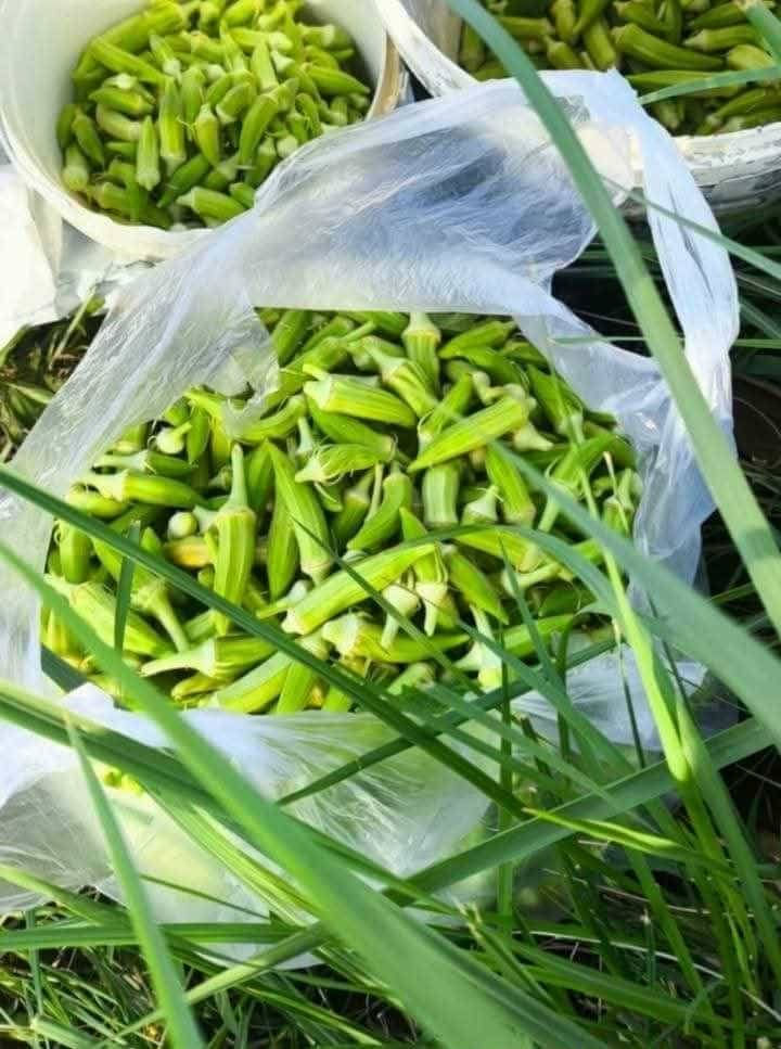 عندي 4 كيلوات باميه  هنه وتوصيلهن ب30 ألف باميه ولايه الجرف ناعمه وترفه وما مخلوطه وعلشرط ويوجد خدمه توصيل رقم الهاتف للحجز *********** أو مراسله الصفحه
