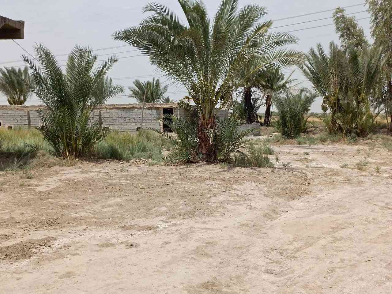 سلام عليكم ورحمة الله وبركاته
ارض زراعيه للبيع ٣دونم عقد زراعي ١١٧ 
تحتوي على ..
١-ثلاث بيوت 
٢-نخل ١٥٠ حمال 
٣مولده كبيره 
٤-حقل مع معداته كامل 
   الخدمات 
شارع سبيس يبعد عن الشارع التبليط الجديد ٣٠٠متر 
كهرباء محوله بلباب ام ٤٠٠ 
ماء اساله متوفر //////تبعد عن مركز المدينه والمدارس والمركز الصحي كيلو متر 
السعر ١٧٥ بيها مجال قليل 
المكان قضاء السدير  السوره الثانيه 
للاستفسار متواجد ع نت


**إذا كنت صاحب هذا الإعلان وتريد حذفه لأي سبب، رجاءا أرسل رسالة إلى الدعم الفني**