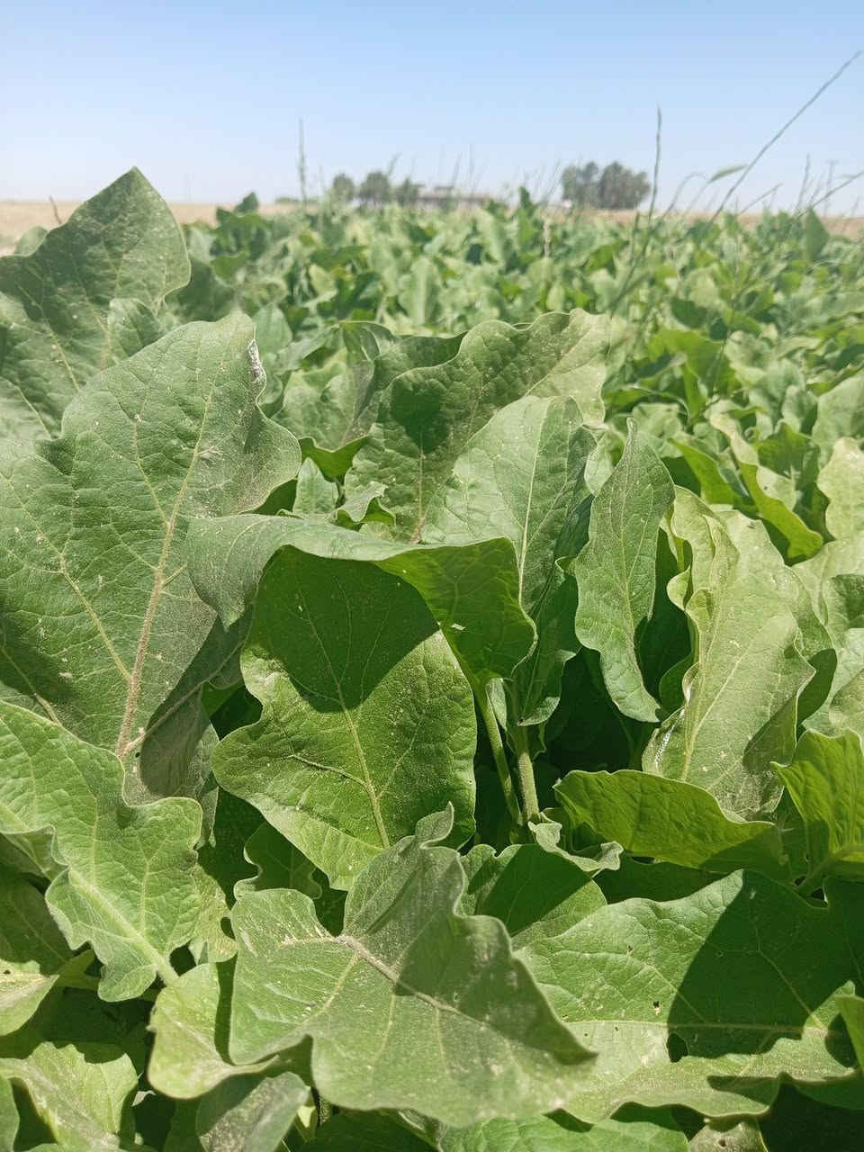 دواية باذنجان درجة أولى للبيع

***********
