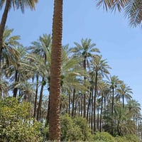 سدة بيت حسوني • ٦ دونم • شاطية وبستان
