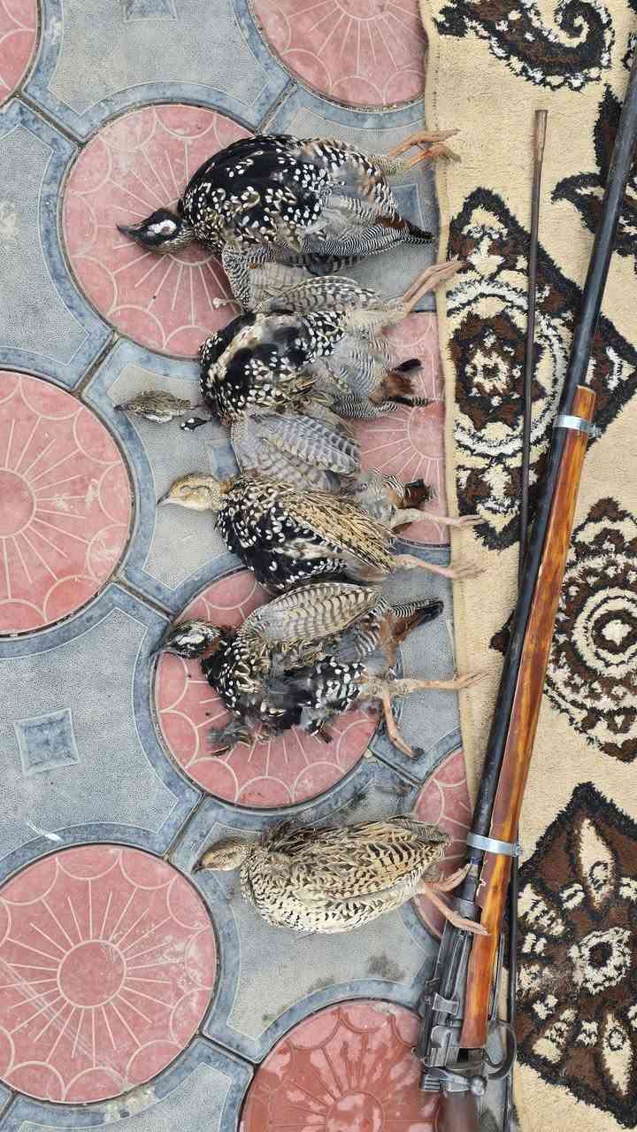 طرمه سركي ( تراثي قديم) للبيع او مراوس بكسرية مفردة .. السعر 150 ألف.


**إذا كنت صاحب هذا الإعلان وتريد حذفه لأي سبب، رجاءا أرسل رسالة إلى الدعم الفني**