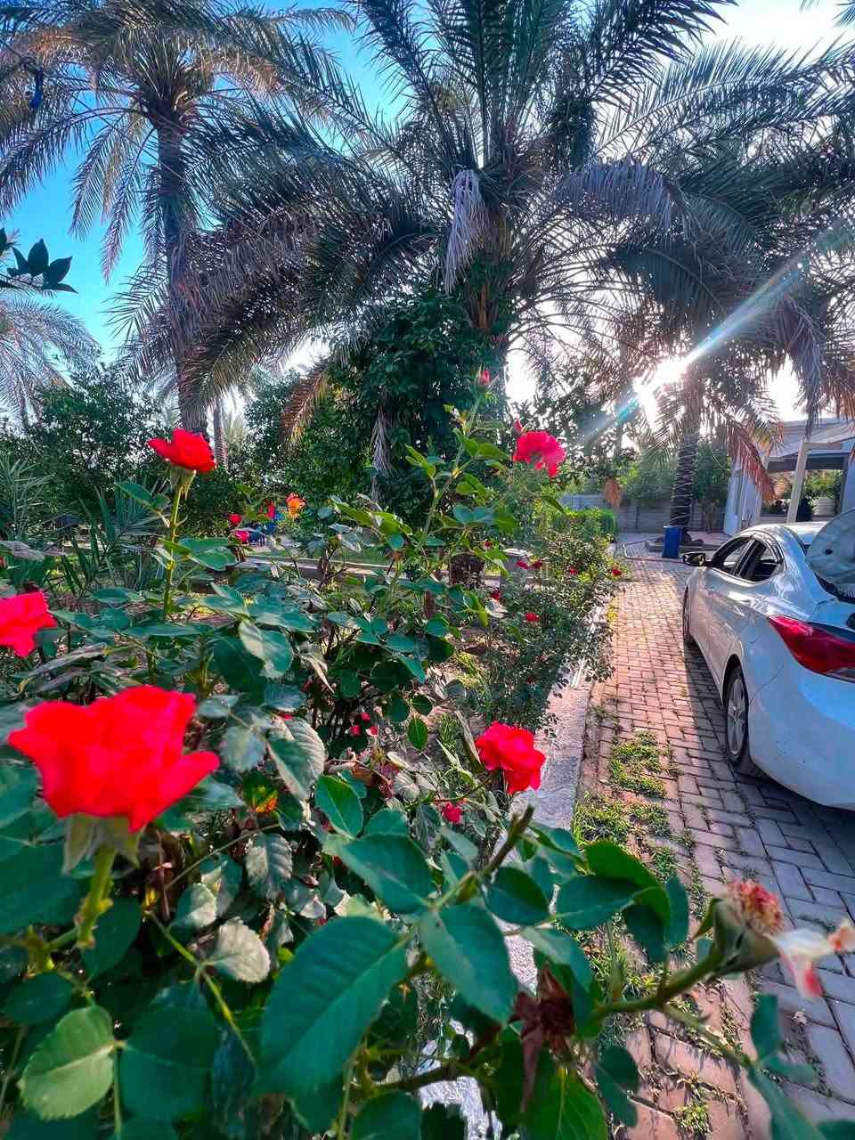 مزرعه في بغداد الراشديه عوائل وشباب Vip متوفر ايجار اليومي
***********
