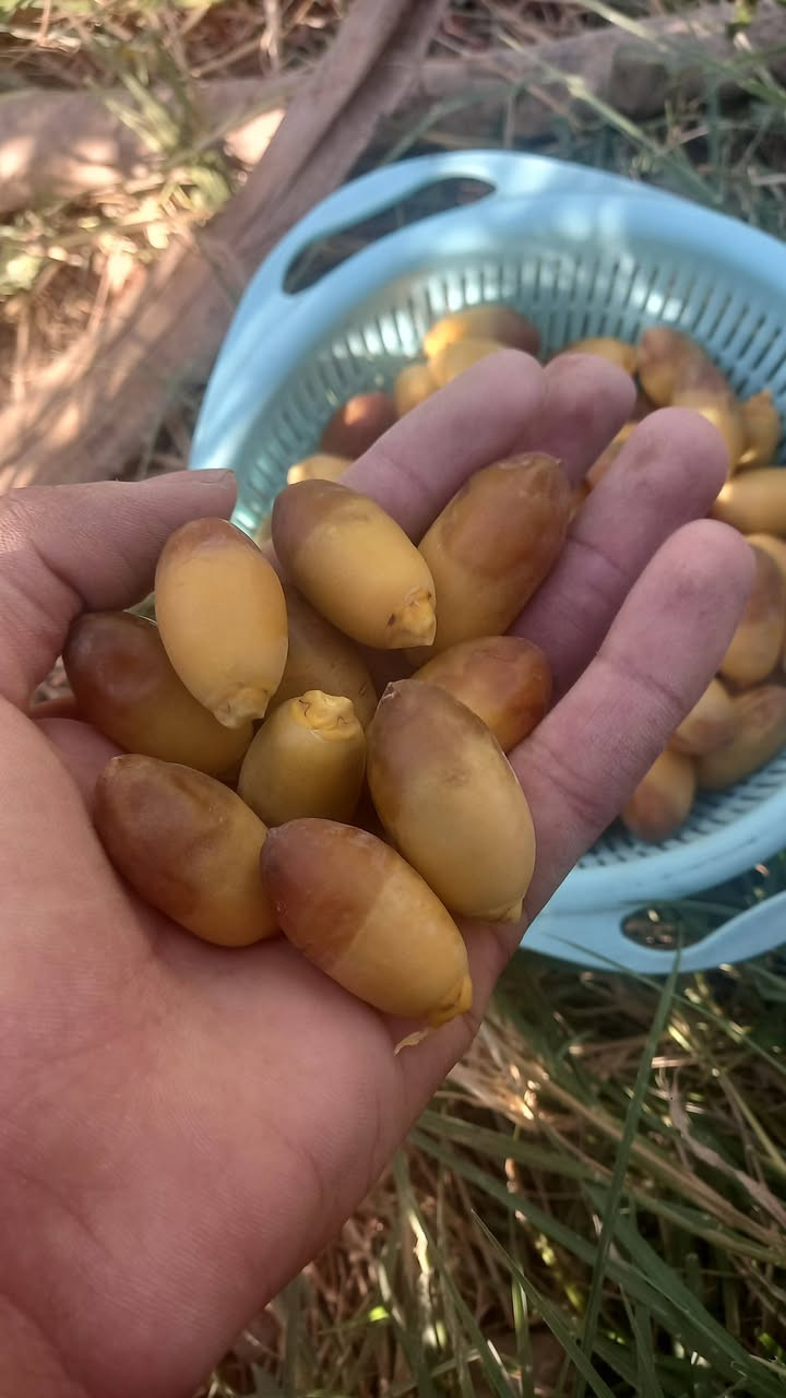 بسم الله وعلى بركه الله والله خير الرازقين السلام عليكم تمر استعمران حوي اليوم الكيلو ب ١٠ مكاني فلكه الماجديه  قرب مؤسسة عشاق الحسين   #ملاحظه تخابرني   واجيبهن الك  على الاتصال ومتوفر واتس *********** متوفر توصيل مناطق ميسان فقط
