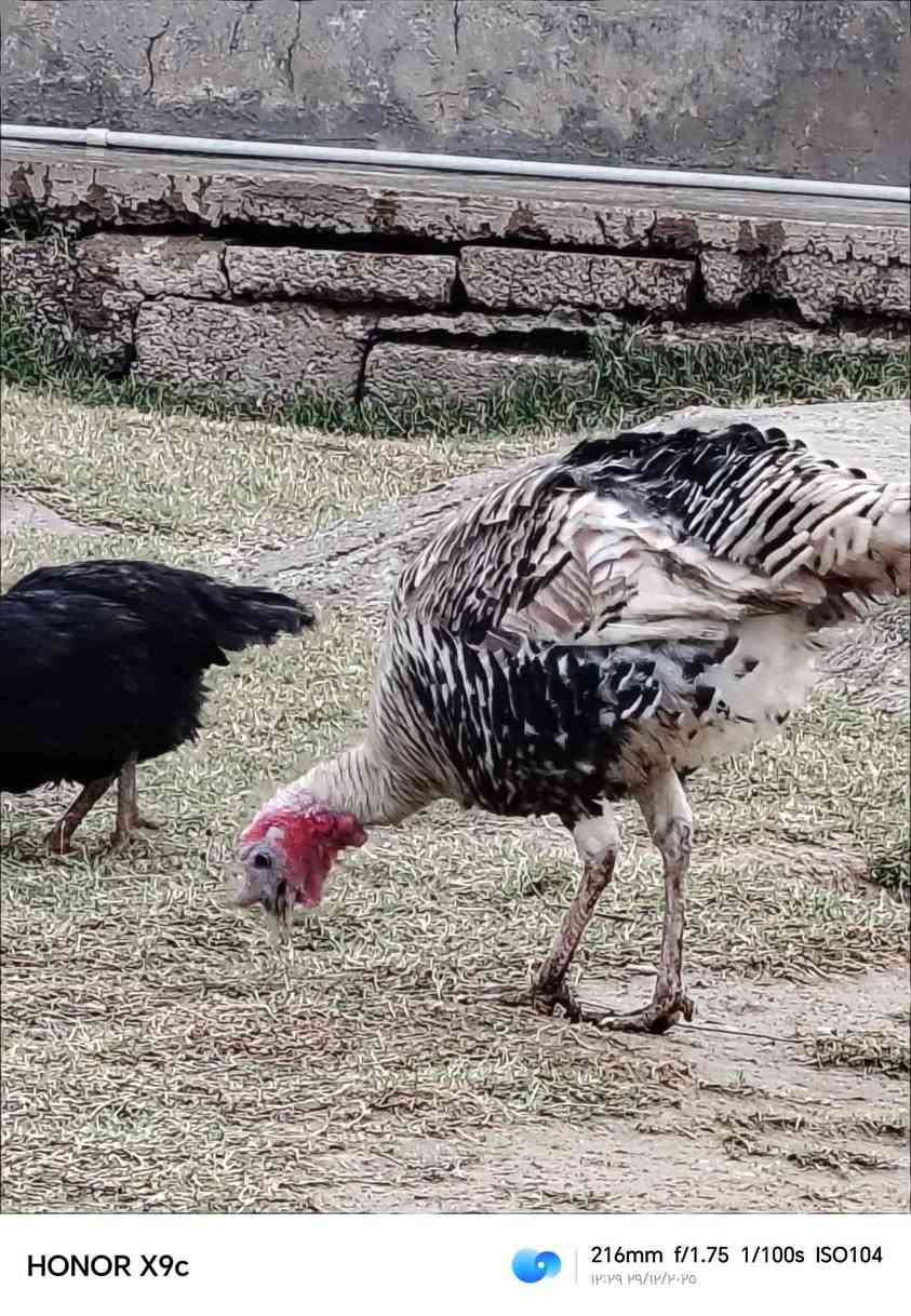 السلام عليكم  يوجد شيش للبيع اللستفسار التصال عل رقم *********** المكان سديرة سفلى
