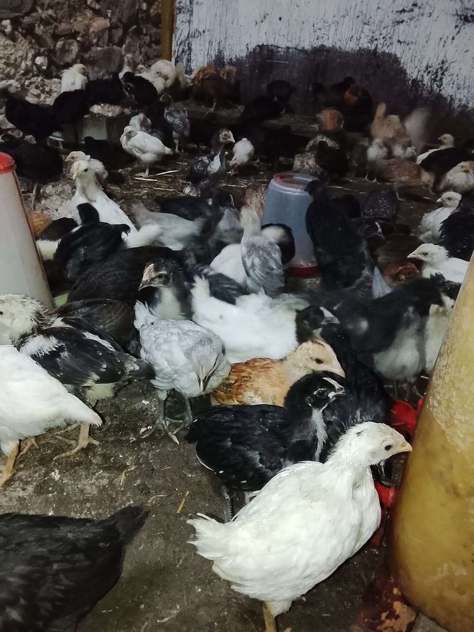 متوفر بإذن الله كتاكيت خليط السلالات الجيل الاول عمر شهر


**إذا كنت صاحب هذا الإعلان وتريد حذفه لأي سبب، رجاءا أرسل رسالة إلى الدعم الفني**