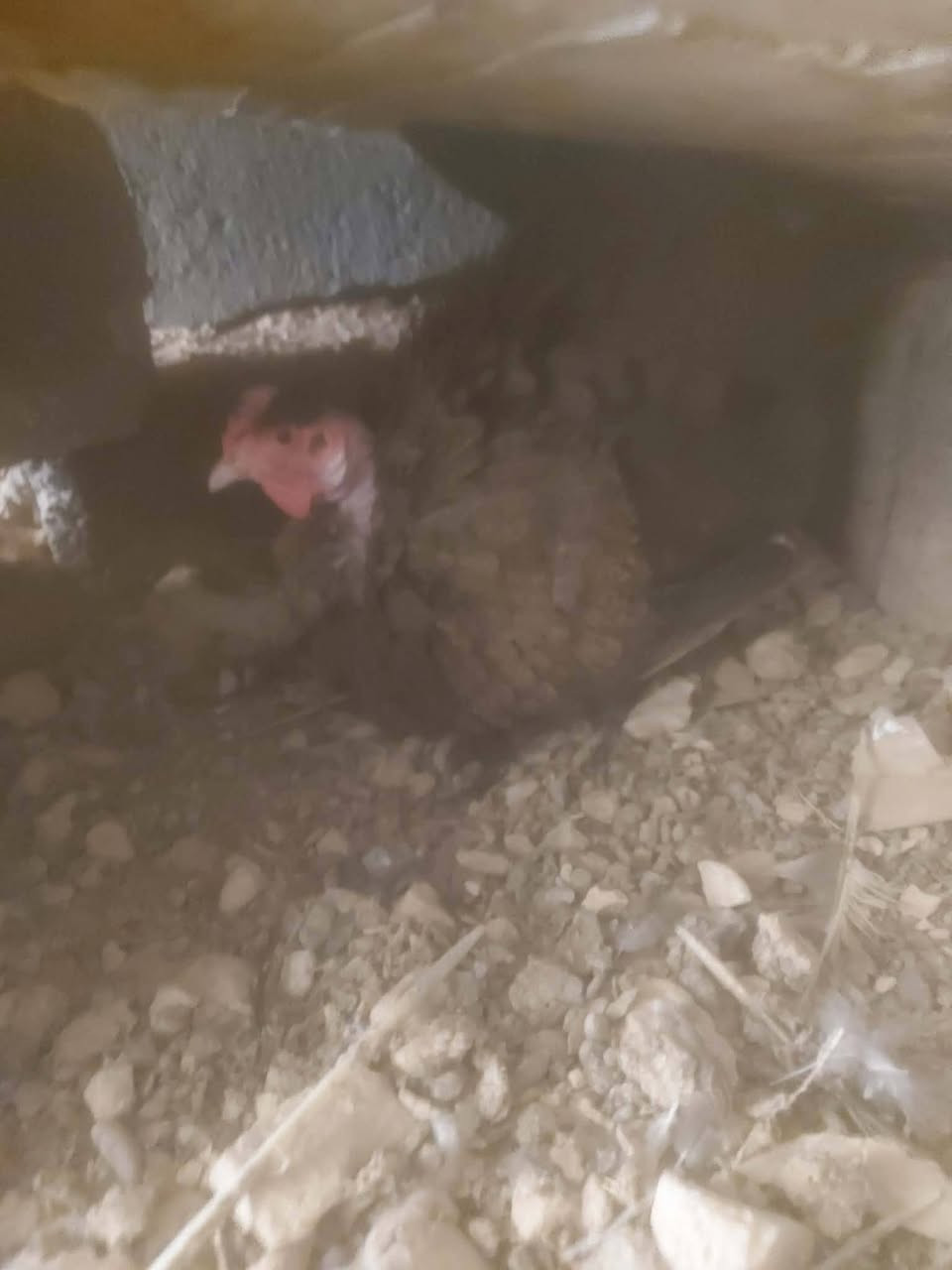 متاح دجاجات ثنين كاركات امهات رگيبه


**إذا كنت صاحب هذا الإعلان وتريد حذفه لأي سبب، رجاءا أرسل رسالة إلى الدعم الفني**