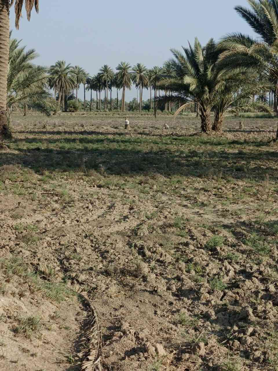 اسلام عليكم دونم لبيع طابو زراعي سند 25 تحويل مباشر الواجه 35متر
تبعد عن الشارع العام 150متر خدمات كامله مكان الرض الدسميه قرب حسينيه سيد شاكر بسعر مناسب اتصال ***********                    ***********
