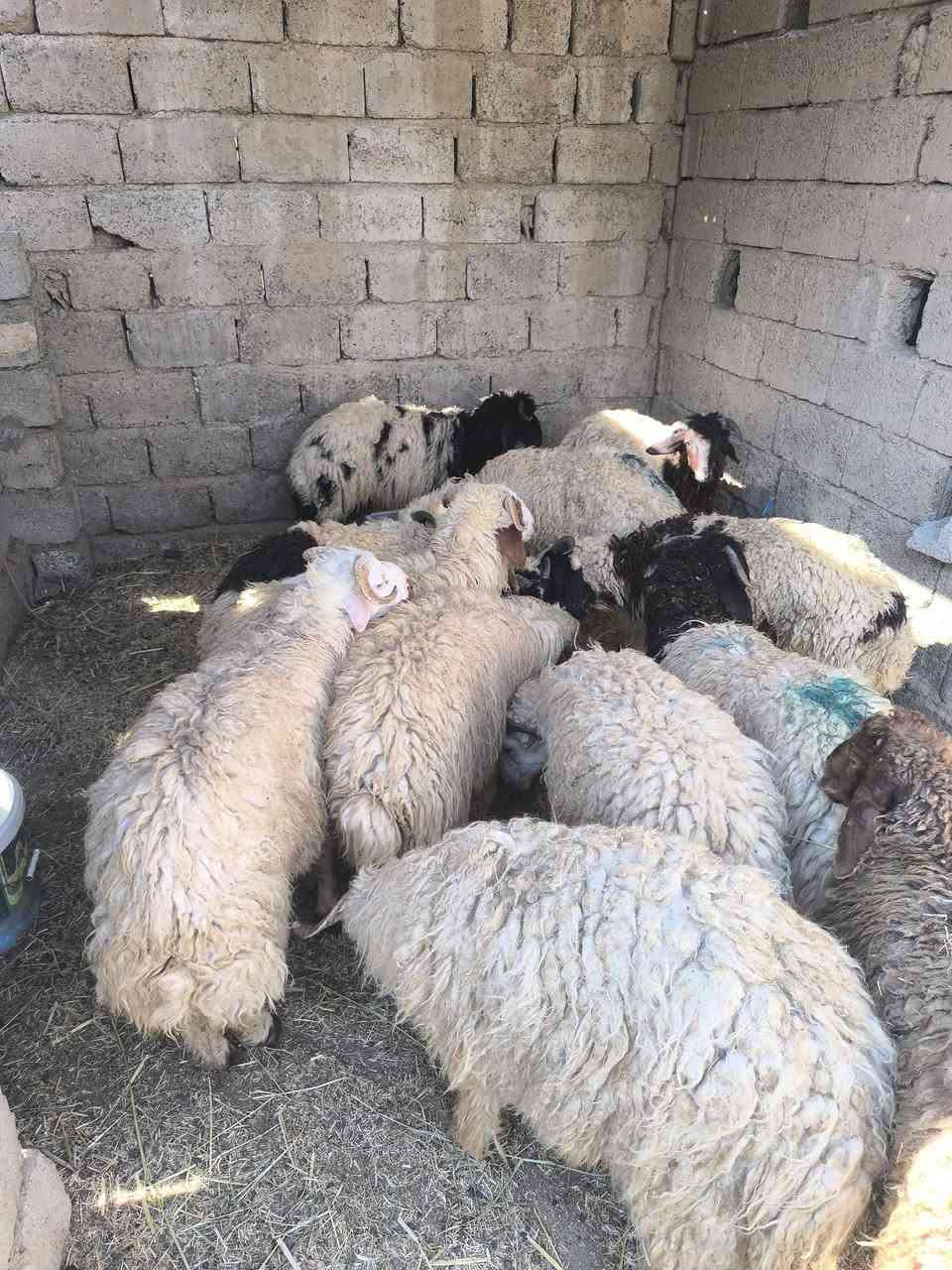 السلام عليكم طليان للبيع 12 طلي خشنات وراهمات طليان مال ربط حلال رقم واحد 
للبيع ويرهم مراوس بحلال 
اليريدهن لفيف واليريد مفرد كلشي يرهم 
***********
