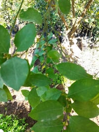 ليمون عراقي • انتاج غزير • طعم لذيذ