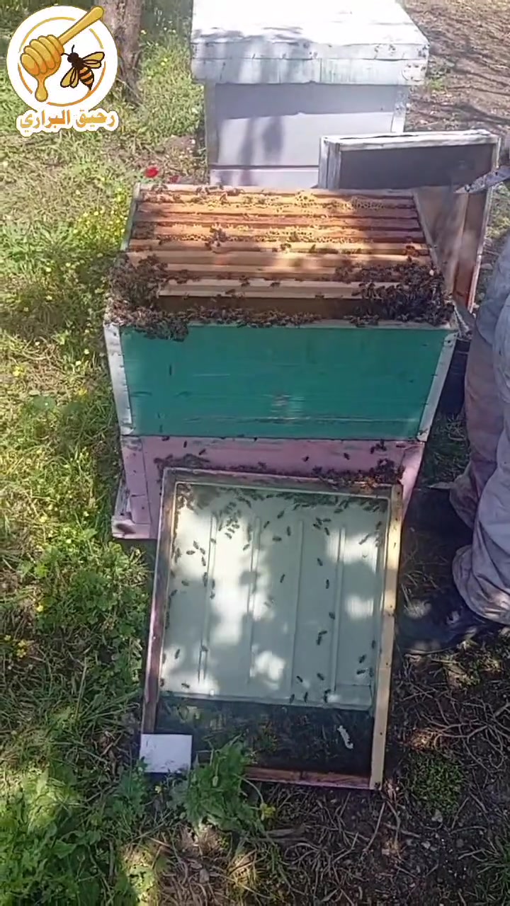 🚨 مملكة بلا قائد.. هل تنجو الخلية؟ 🐝💔
عندما تختفي الملكة… يتغير كل شيء داخل الخلية!
طنين مختلف، توتر بين النحل، وتراجع واضح في النشاط والإنتاج ⚠️
🛠️الحلول : إدخال ملكة ملقحة، أو دعم الخلية بحضنة مفتوحة أو… … 
أو برأيك… ما أفضل طريقة لإنقاذها؟ 🤔🐝
💬 شاركونا آراءكم وخبراتكم بالتعليقات، خلّونا نستفيد من بعض 👇✨
🍯 جوهرة المناحل… صُنعت ببطء لتصلك بامتياز.
📞 للتواصل:
 🇸🇾 سوريا: +963 937 619 206
🇮🇶 العراق: +964 771 781 8970
#منحلة_رحيق_البراري #رحيق_البراري #نحل #عسل_طبيعي #ملكات_النحل #سوريا #العراق #اللاذقية #بغداد 🐝🍯


**إذا كنت صاحب هذا الإعلان وتريد حذفه لأي سبب، رجاءا أرسل رسالة إلى الدعم الفني**