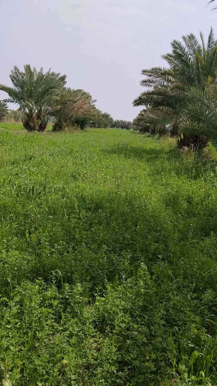 🌴🏡 إعلان مزرعة طابو صرف للبيع 🏡🌴
✨ فرصة نادرة لعشاق المزارع والاستثمار الزراعي ✨
📍 الموقع: الشطرة – العواد الرعدة، قبل الشيخ سميع، على الشط مباشرة مقابل آل سيد حمد.
📐 المساحة: 6 دونمات 📄 نوع الملكية: طابو صرف
🌴 مواصفات المزرعة: ✅ أكثر من 250 نخلة من أجود الأنواع والدرجات الأولى. ✅ نخيل شويثي وبريم أحمر بإنتاجية ممتازة. ✅ أشجار مثمرة متنوعة (تين، تكي، عنب). ✅ بستان خاص بالبيت مزروع حالياً بالبطيخ والبامية ومحاصيل موسمية متنوعة.
🏠 بيت سكني متكامل داخل المزرعة: ▪️ غرفتا نوم ▪️ صالتان ▪️ مطبخ ▪️ صحيات داخلية وخارجية
🏛️ مضيف (ديوانية) فخم ▪️ بطول 12 متر ▪️ جاهز للاستقبال والمناسبات
⚡ الخدمات متوفرة بالكامل ✅ خطان كهرباء وطني ✅ خط ذهبي مستمر ✅ أمبير سحب
💧 السقي مباشر من الشط الرئيسي (مشروع البدعة) طوال السنة.
⭐ ملاحظة مهمة جداً: المزرعة محددة من 3 شوارع، والجهة الرابعة شاطئ نهر مباشر، مما يمنحها خصوصية عالية وانعزالاً تاماً، مع سهولة الوصول إليها من عدة جهات وموقع مميز جداً للسكن والاستراحة والاستثمار.
💰 السعر: راسلونا وتدللون
📞 للاستفسار والمعاينة الوسيط علي للعقار 📱 ***********
🔥 مزرعة طابو صرف متكاملة تجمع بين السكن، الاستثمار، الإنتاج الزراعي، والخصوصية بموقع مميز جداً. 🔥🌴
