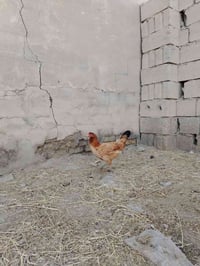 دجاجه • ديك شراي • قريه البو خلف
