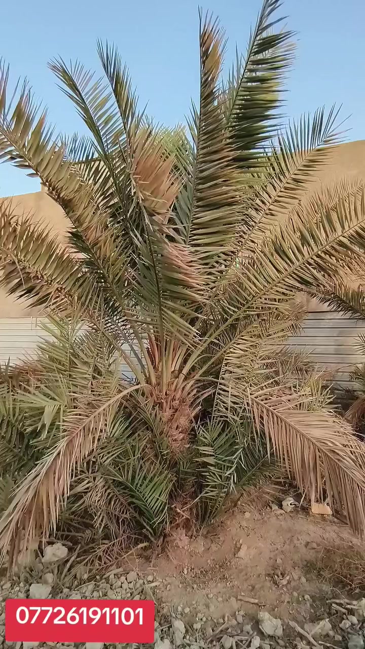 السلام عليكم ورحمة الله وبركاته 
.بستان للبيع مساحة دونم  طابو صرف تحويل بسم مشتري//
إذا تريد كامل أو نص دونم 
العنوان البصرة ابوالخصيب ابوكوصرة قريب على طريق الوسطي تقاطع ابوكوصرة مكان كللش روعة هدوء 

..السعر دونم ٣٨٥ قابل للتفاوض
..الاستفسار ***********
