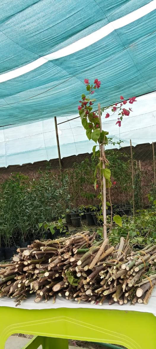 لمحبين زراعة الأقلام (العقل)
٧توجد حصص اقلام متنوعة في ثواب الإمام الحسين (عليه السلام) وثواب امواتنا
انواع الأقلام
١_ جهنمي 🌺
٢_ شبوي🌱
٣ - جوري🌹
٤ - تين 🍀
٥ - اكاسيا🌼
٦ - رمان🌱
٧ - فاكهه البمبر 🍈

🪴 مشتــــل نجم 🪴   
الصويرة ..الشارع العام ..مقابل هنداس 
🌺🍀⚘️🌺🍀⚘️
********************
مبيدات _ أسمدة _ بذور 
*******************
 تنظيف وتزيين الحدائق 🪵🍂  وعمل الديكورات 
🍀🌺🍀🌺🍀🌺🍀🌺
للحجز والاستفسار مراسلة الصفحة او الاتصال على
ارقام الهواتف☎️
اسيا : واتساب ***********  📲✅️
زين : ***********
🌺⚘️🍀🌺⚘️🍀🌺⚘️🍀
اوقات العمل  صباحاً ومساءآ طيلة أيام الاسبوع  ✧════•❁❀❁•═
زورونا ….. تجدون كل ما يسركم✧════•❁❀❁•════✧ نحو حدائق صيراوية خضراء ✅️
