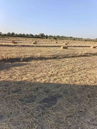 تبن • درجة أولى • شوملي