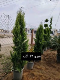 أشجار نفضية • أشجار دائمة • مشتل الشرقاط