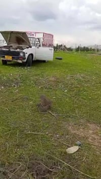 بيكم 80 للبيع 18 ورقه بي مجال. شراي اتصل 07719116544