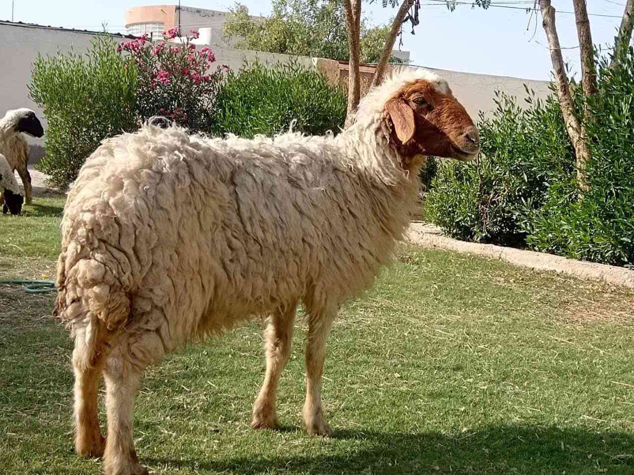 سلام وعليكم 
تلث. طليان لبيع 400 بيه مجال مستعجل ع بيعتهن 

‭0782 217 9865‬
