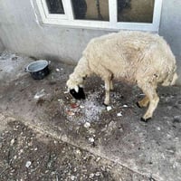نعجه مال كصابه تطلع بحدود ١٨ كيلو سعرها ١٥٠  وبيها مجال للاستفسار 0773...