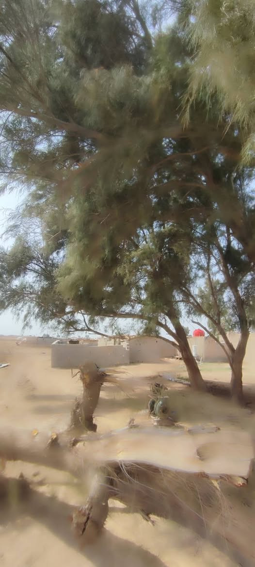 سلام عليكم   عندي. شجر اثل للبيع مال فحم. مكاني رفاعي طريق ابو الماش.  الاستفسار او مراسلت صفحه أو
 رقم الهاتف ***********
