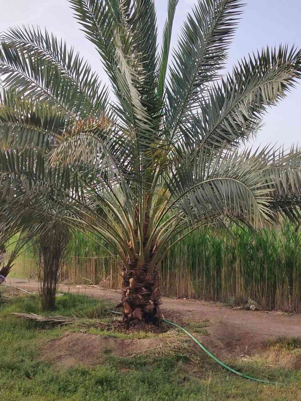 السلام عليكم 
متاح نخلتين برحي حر 
مكاني كربلاء قرب الامام عون 
الي يريدهن بخدمته وما اقصر وياه 
***********
