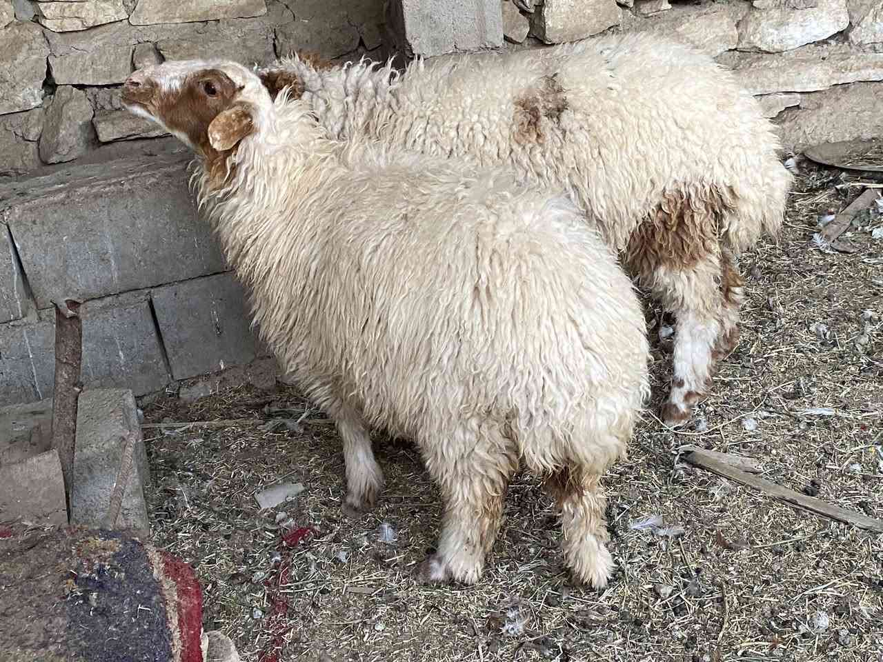 وراجين سمان كلش مال بر سعر وحده 250مكاني سماوه 

بداحره ***********. يرهمن واجبه وجني
