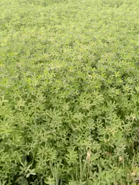 برسيم • لوحين فقط • خفاجه