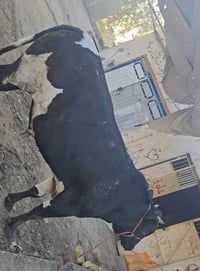 بسم الله ماشاء الله تبارك الرحمن  اللهم صلِّ على محمد وآل محمد  حلويات...