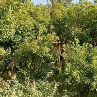 🌿 مزرعة للبيع – فرصة حلوة الموقع ممتاز ومطلوب، مناسبة للسكن أو الاستثم...