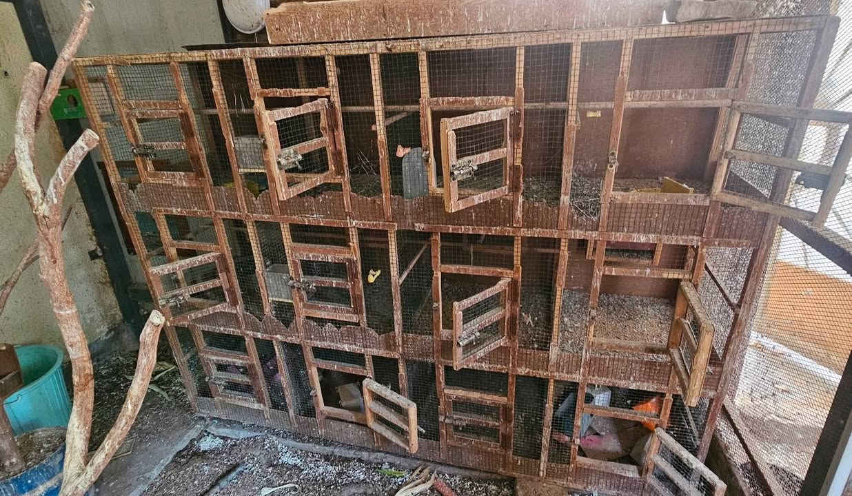 ٣ اقفاص للبيع السعر ١٠٠


**إذا كنت صاحب هذا الإعلان وتريد حذفه لأي سبب، رجاءا أرسل رسالة إلى الدعم الفني**