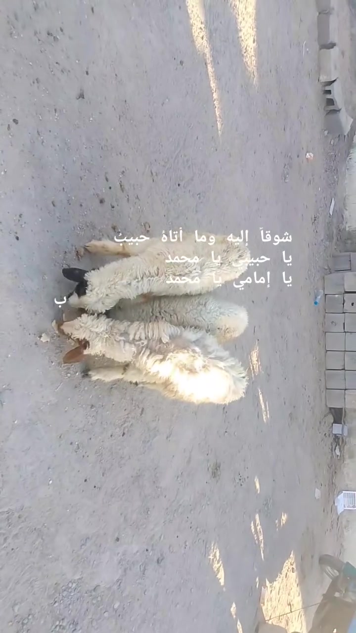 يا الله طليان العدد 3بيهن نثايه 2 فحل واحد طاليان صغار مال جني صاحيات شرط الصحه وسالمات من كل عيب مكفول كافت شروط الجني وين راحوا جنايه على باب الله تنزيلات جوه سوك سعر الواحد 125قفل من الخير بدون عمله المكان البصره الزبير وشراي يتصل بلخدمه بيه وتساب موجود ***********خوان تفاصيل اكثر خاص والا يوجد حجز

