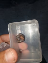 هبهاب • شغال