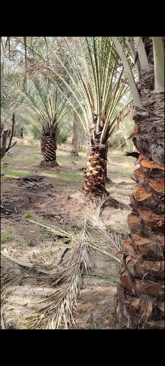 طابو زراعي للبيع ٨ دوانم تحتوي على اكثرمن ٤٠٠ نخله مختلف الانواع تقع في نجف قضاء المناذره منطقه المراشده على نهر ابو جذوع الاستفسار تواصل عبر الرقم  ***********
