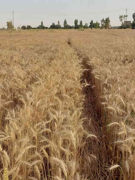 السلام عليكم اخوان الفلاحين والمزارعين #توضيح بخصوص الحنطه نوع #ثريا ألالماني المكيس.. يكون حسب. الطلب ... يعني تجي تحجز بالمكتب مع عربون يلا نكدر نوفر لكم الكميه .. #معلومات عن الصنف هو صنف مبكر من اسرع الاصناف الي موجوده في السوق وينزع خيري بعد عشرين بشهر تقريبا لحد نص الواحد 
وصنف قوي ويتحمل الجفاف و الصدى والبرد وميزه حلوه بي تزرع اخر الناس تحصد اول الناس بإذن الله 
وراح انزل فيديوات بتعليقات من تجاربي الخاصه للصنف لهذا السنه  #تحياتي لكم مكتب الرافدين للزراعة الحديثة  بخدمتكم دائما 
العنوان كركوك طوبزاوه قرب مول الأخوين 
***********
***********
