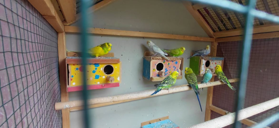 طيور حب للبيع الزوج ب10 بيهن امايات وافراخ


**إذا كنت صاحب هذا الإعلان وتريد حذفه لأي سبب، رجاءا أرسل رسالة إلى الدعم الفني**