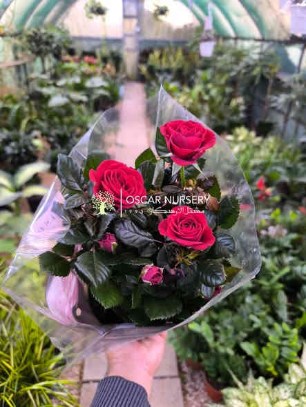 جوري هولندي 

📍 زورونا في موقعنا:
مشتل الأوسكار – حي الحنانة – شارع نجف _ كوفة
(مقابل غرفة تجارة النجف و فريندز كافيه ومطعم شريف– مجاور متنزه الحنانة العائلي)

🕗 أوقات الدوام:
من 8:30 صباحاً إلى 8:00 مساءً

📞 للطلب والاستفسار:
*********** – ***********
(اتصال / واتساب / مراسلة عبر فيسبوك)
 متوفر دفع  زين  كاش ومتوفر ماستر  

🚗 يتوفر توصيل داخل النجف
موجودين في تطبيق توترز لبعض المواد الزراعية 

أهلاً وسهلاً بكم دائماً في مشتل الأوسكار 🌹🌹🌹
