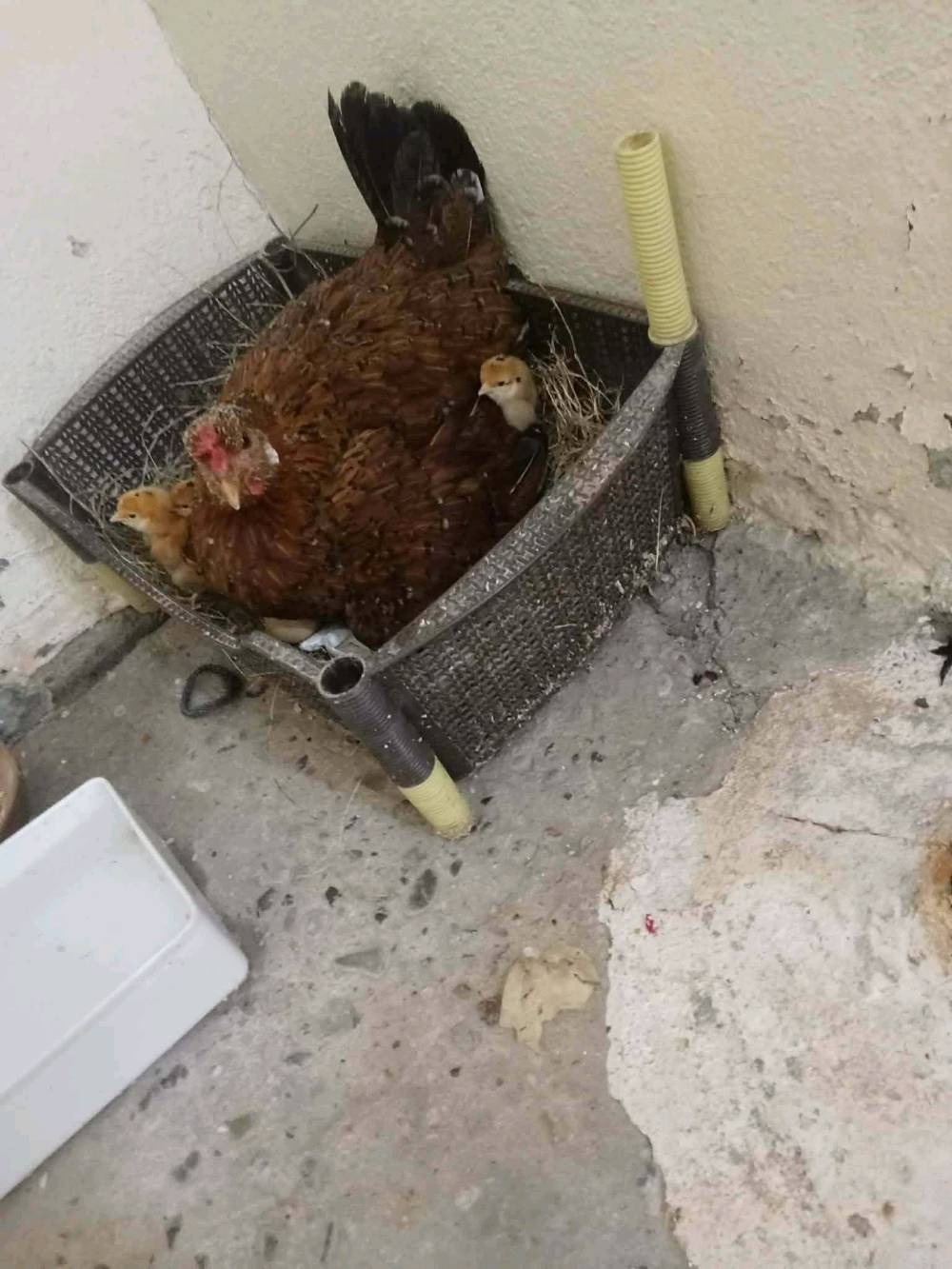 سلام عليكم دجاجه ويا 4 فروخ ويا ديك للبيع سعره 30 الف مكان باردوخانه