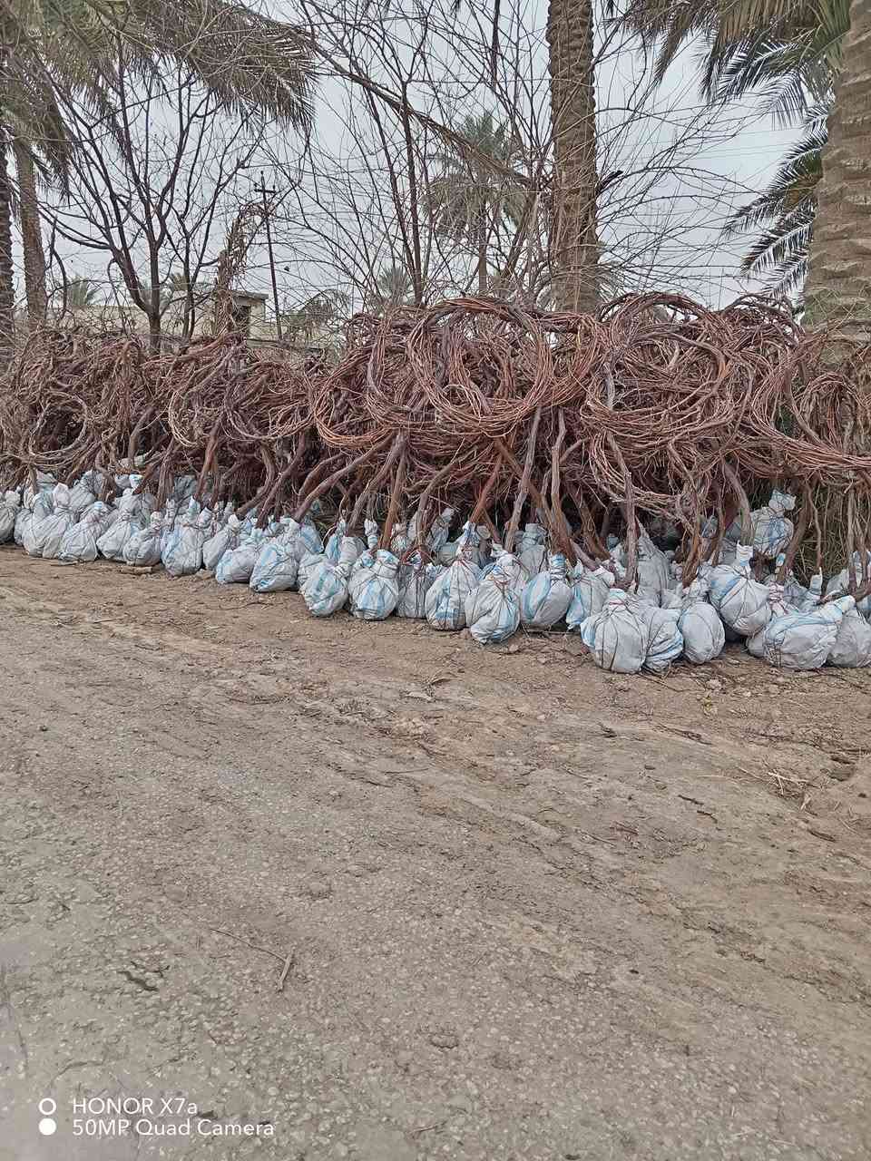 السلام عليكم يتوفر شتلات عنب للبيع جمله ومفرد النوع
حلواني
فرنسي
شده عراقيه
رئاسي
شده تركيه للاستفسار ***********
العنوان حله سياحي
