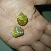 زوج داودي • قديمات